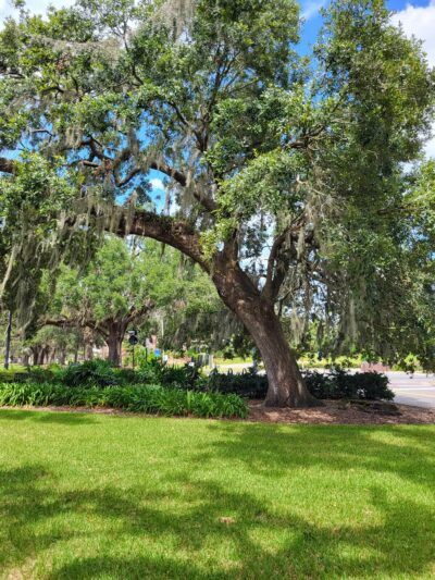 All Saints Dog Park - Tallahassee, FL
