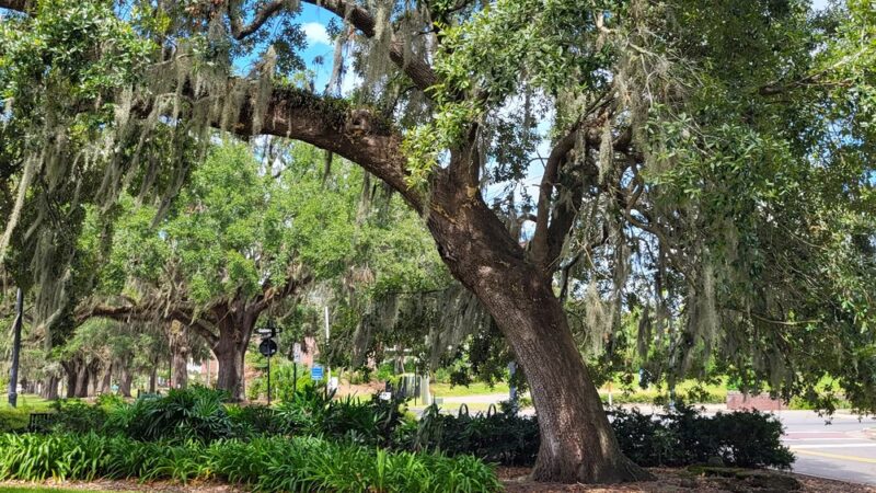 All Saints Dog Park - Tallahassee, FL