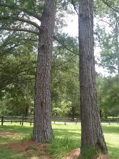 J. Lee Vause Park and Dog Park - Tallahassee, FL