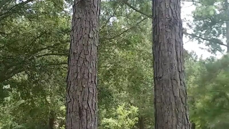 J. Lee Vause Park and Dog Park - Tallahassee, FL