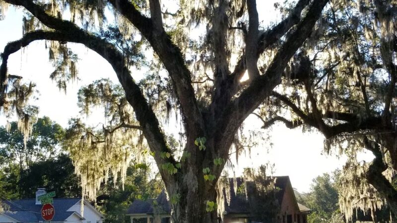 Los Robles Park - Tallahassee, FL