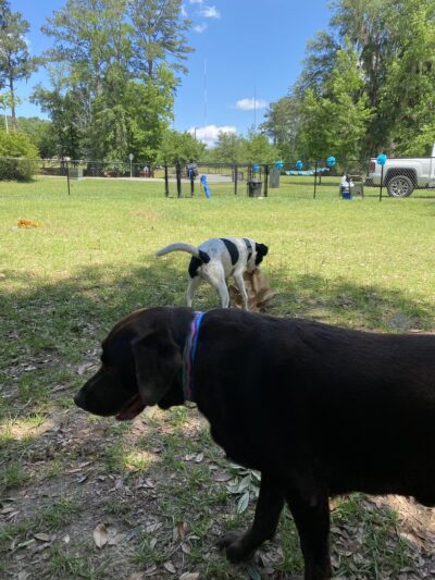 Northside Dog Park - Tallahassee, FL