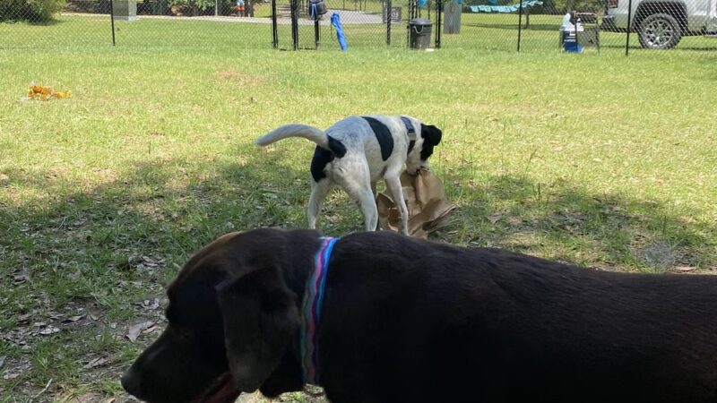 Northside Dog Park - Tallahassee, FL