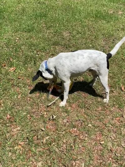 Northside Dog Park - Tallahassee, FL