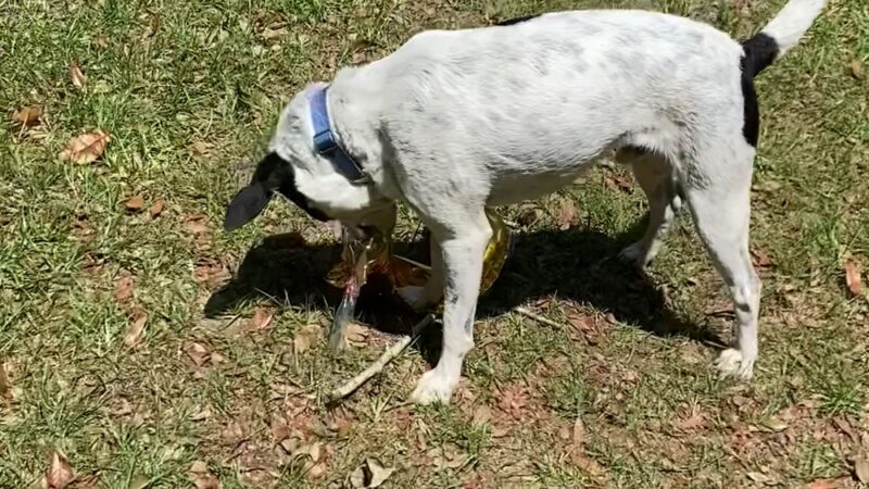 Northside Dog Park - Tallahassee, FL