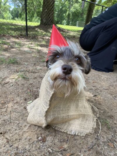 Northside Dog Park - Tallahassee, FL