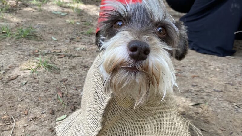 Northside Dog Park - Tallahassee, FL