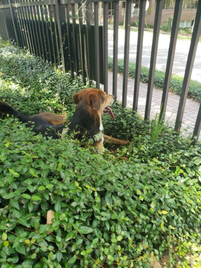 Park Avenue Dog Park - Tallahassee, FL
