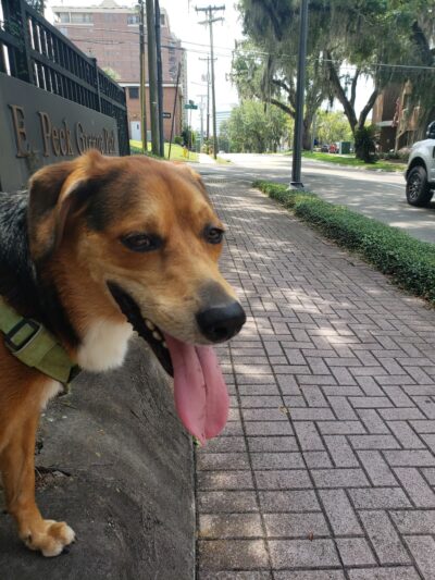 Park Avenue Dog Park - Tallahassee, FL