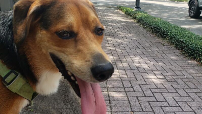 Park Avenue Dog Park - Tallahassee, FL