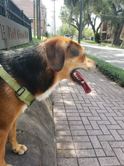 Park Avenue Dog Park - Tallahassee, FL