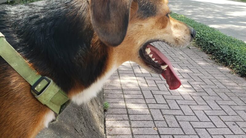 Park Avenue Dog Park - Tallahassee, FL