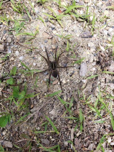 Bungalow Park - Tamaqua, PA