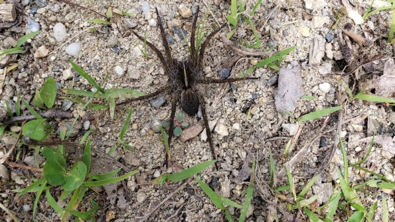 Bungalow Park - Tamaqua, PA