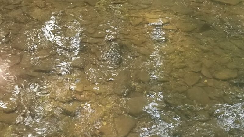 State Game Lands Number 227 - Tamaqua, PA