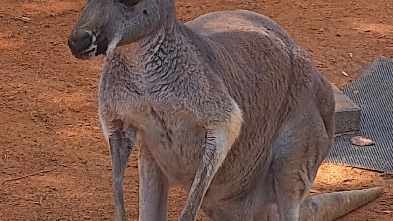 Busch Gardens Pet Kennel - Tampa, FL