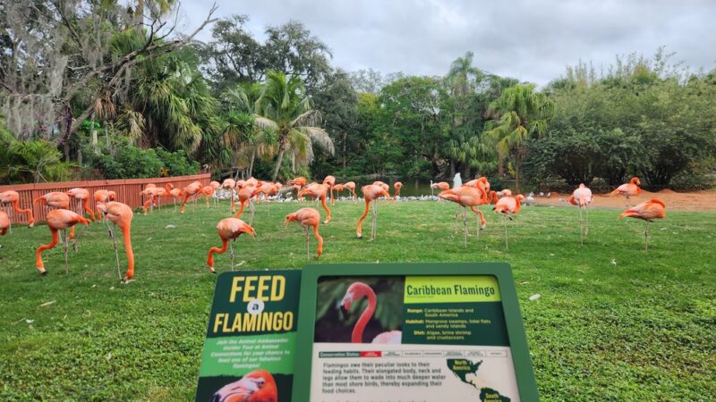 Busch Gardens Pet Kennel - Tampa, FL