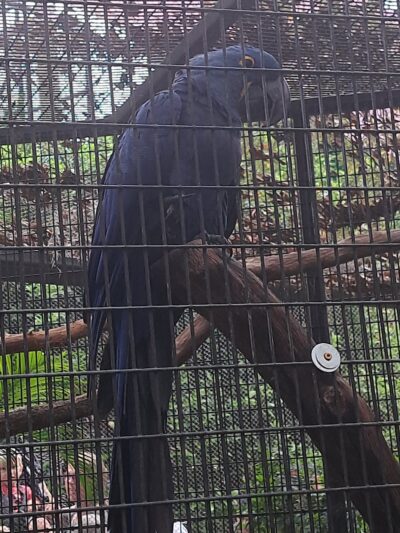 Busch Gardens Pet Kennel - Tampa, FL