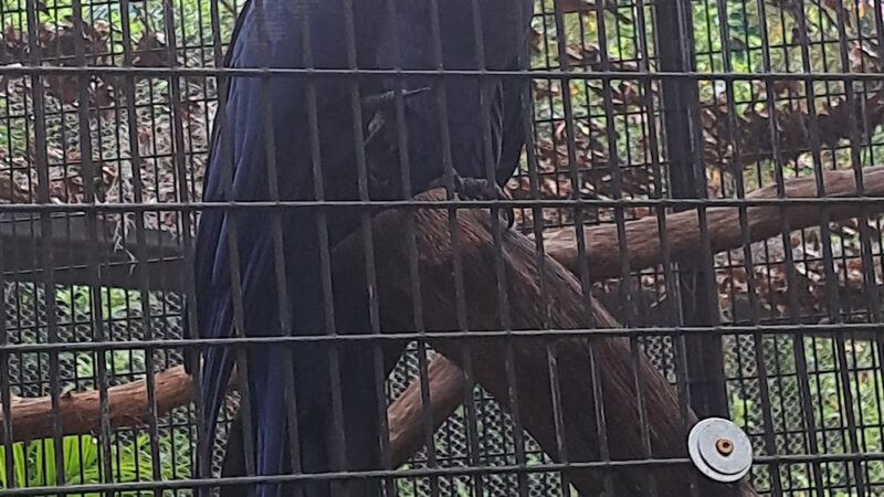 Busch Gardens Pet Kennel - Tampa, FL