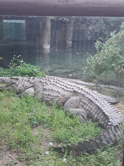 Busch Gardens Pet Kennel - Tampa, FL