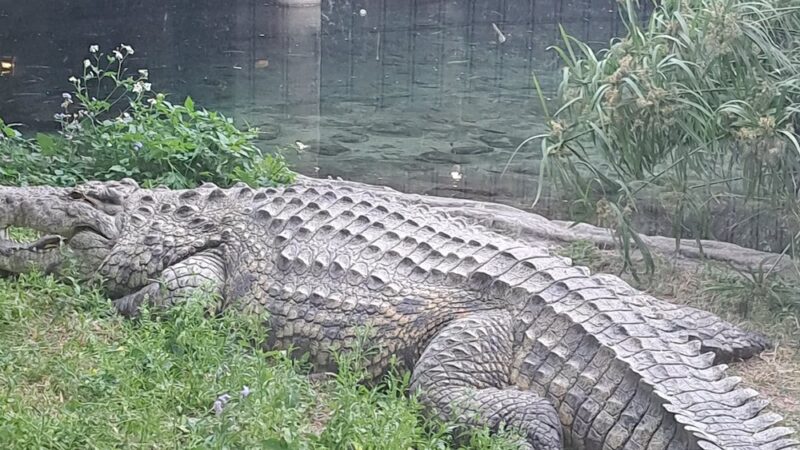 Busch Gardens Pet Kennel - Tampa, FL