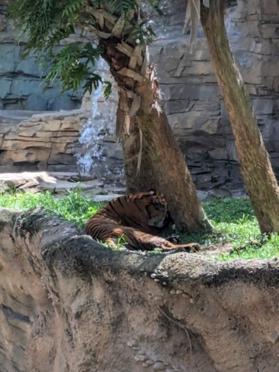 Busch Gardens Pet Kennel - Tampa, FL