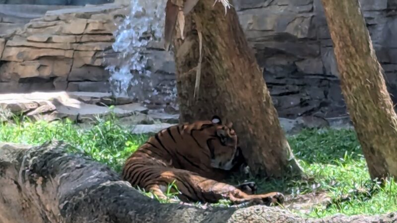 Busch Gardens Pet Kennel - Tampa, FL