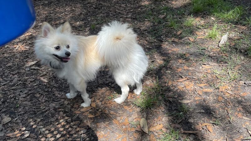 Compton Place dog park - Tampa, FL