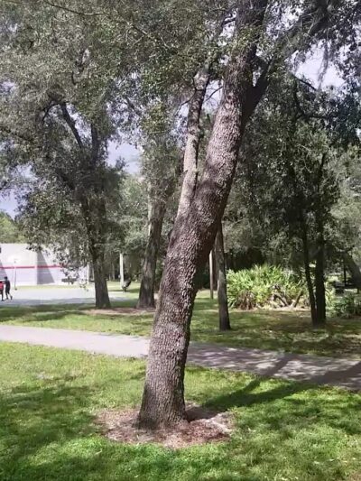Copeland Park - Tampa, FL