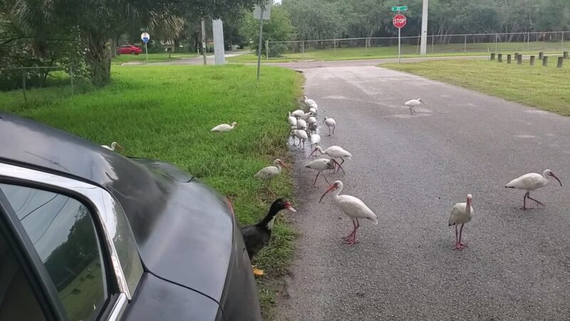 David E. West Park - Tampa, FL
