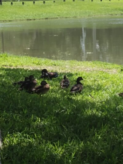 David E. West Park - Tampa, FL