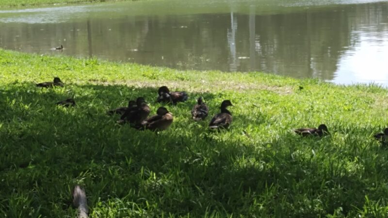 David E. West Park - Tampa, FL