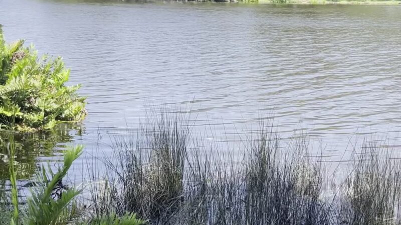 Epps Park - Tampa, FL