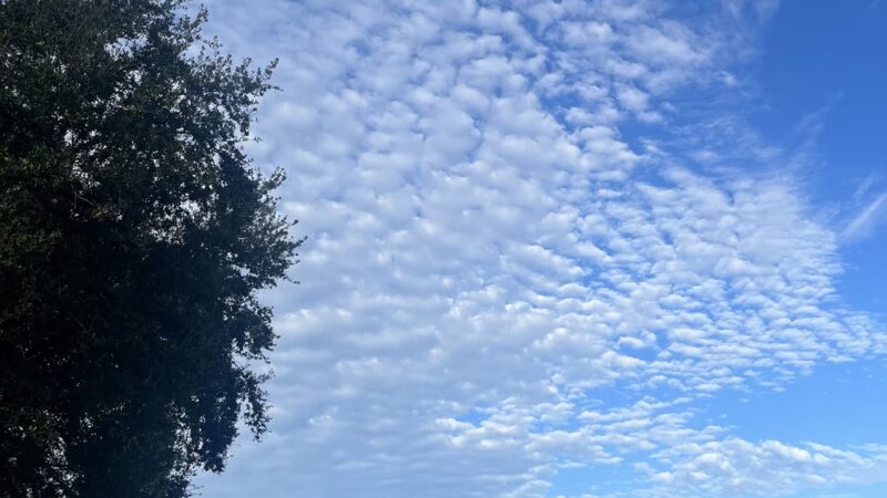 Hampton Park - Tampa, FL