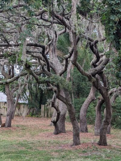Jean Street Park - Tampa, FL