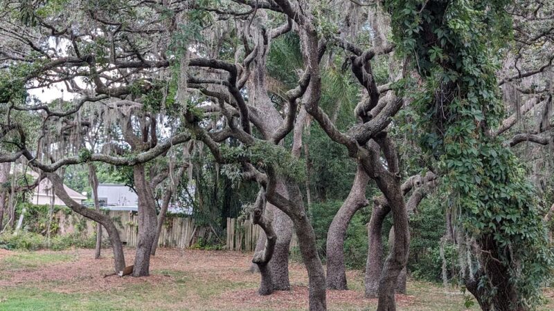 Jean Street Park - Tampa, FL