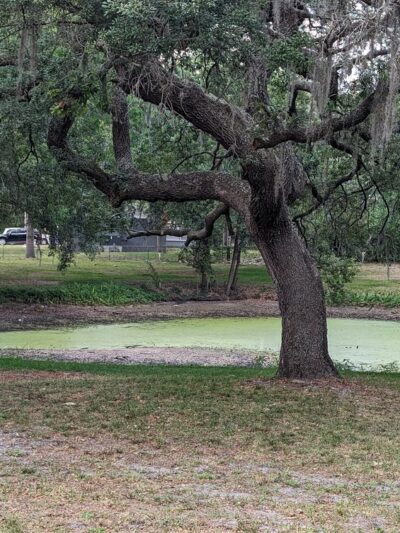 Jean Street Park - Tampa, FL