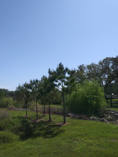Lucy Dell Park - Tampa, FL