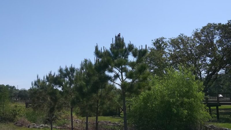 Lucy Dell Park - Tampa, FL