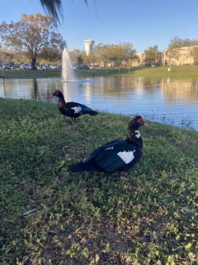 Simmons Park - Tampa, FL