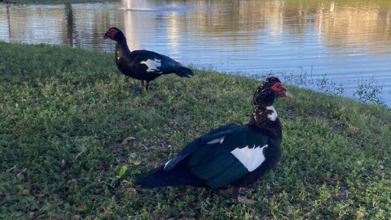 Simmons Park - Tampa, FL