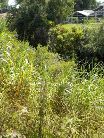 Town N Country Greenway - Tampa, FL