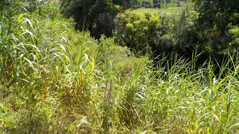 Town N Country Greenway - Tampa, FL
