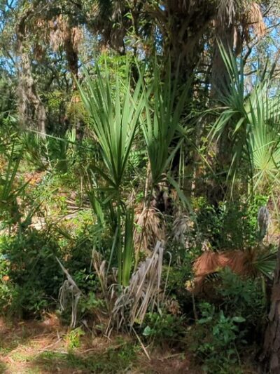 Upper Tampa Bay Park - Tampa, FL