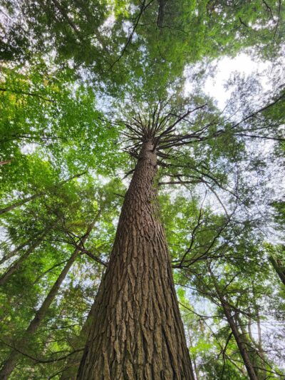 Hemenway State Forest - Tamworth, NH