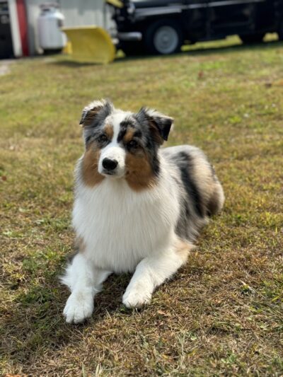 Two Paws Up, LLC - Tamworth, NH