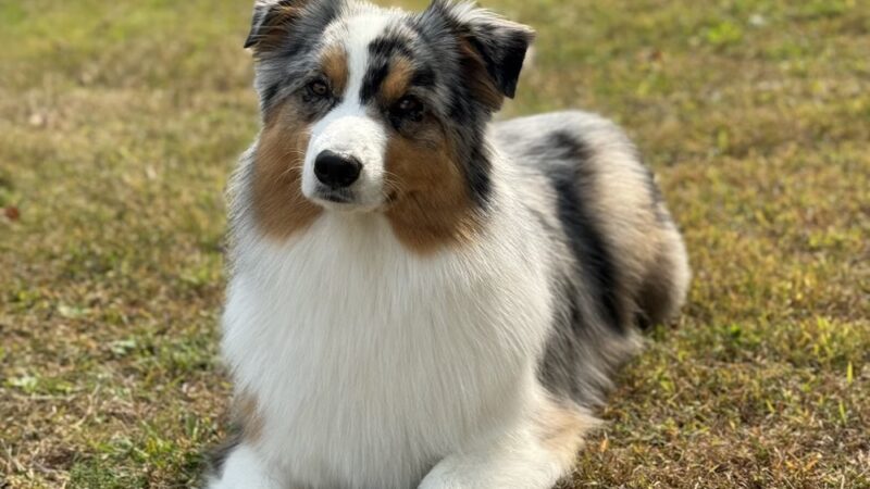 Two Paws Up, LLC - Tamworth, NH