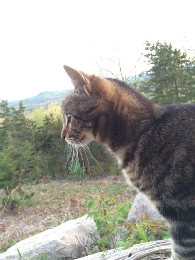 Two Paws Up, LLC - Tamworth, NH