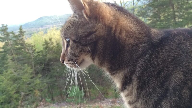 Two Paws Up, LLC - Tamworth, NH