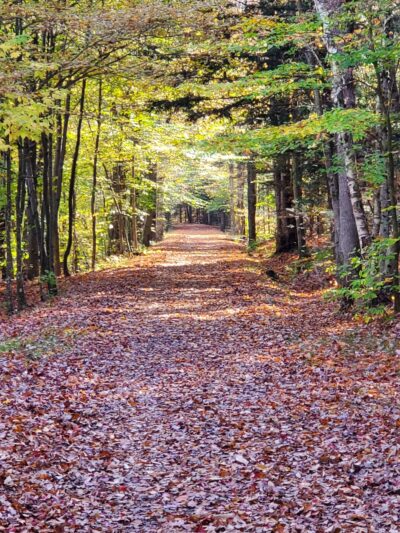 Huckleberry Trail - Tannersville, NY